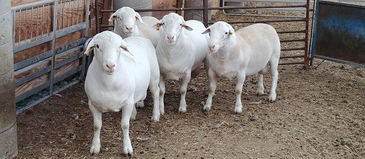 2018 Midwest Sale Sheep